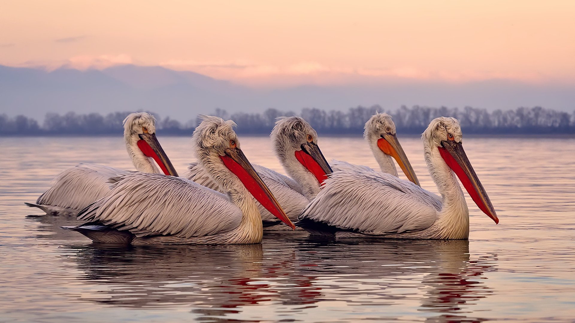 全球极限滑翔伞冠军赛，飞越云端的速度与优雅，滑翔伞越野赛
