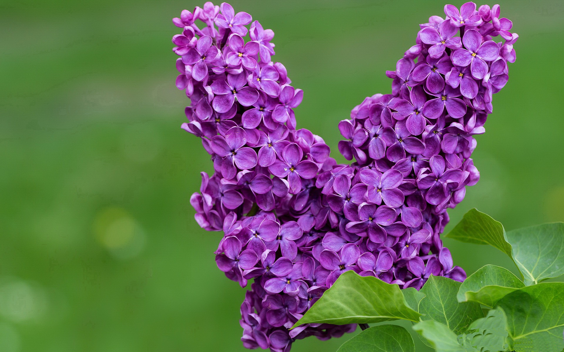 Jiuyou-【攻防技巧】马克·塞尔比的“钢铁长城”战术详解，钢铁长城下一句是什么